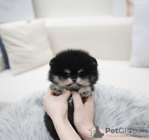 Photo №3. POMERANIAN PUPPY. United States