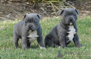 Photo №1. staffordshire bull terrier - for sale in the city of Kishinev | negotiated | Announcement № 124370