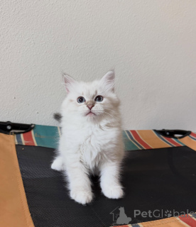 Photo №3. Beautiful Siberian Cats Available Affectionate, Intelligent & Family Raised. Netherlands
