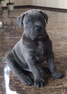 Photo №1. cane corso - for sale in the city of Kiev | negotiated | Announcement № 6514