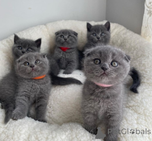 Photo №2 to announcement № 169836 for the sale of scottish fold - buy in Germany 