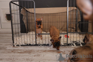 Photo №2 to announcement № 99953 for the sale of french bulldog - buy in Germany private announcement, from nursery