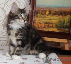 Photo №2 to announcement № 108616 for the sale of norwegian forest cat - buy in United States private announcement