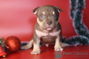 Additional photos: American bully