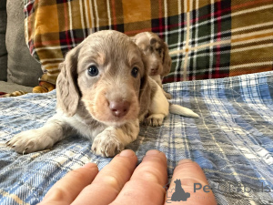 Photo №2 to announcement № 166429 for the sale of  - buy in Germany breeder