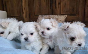 Photo №4. I will sell maltese dog in the city of Simpsonville.  - price - 300$