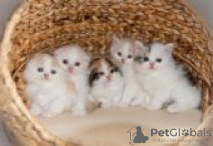 Photo №1. scottish fold - for sale in the city of Berlin | Is free | Announcement № 126807