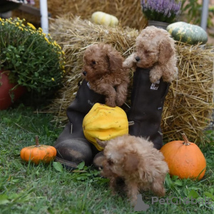 Additional photos: Miniature poodle