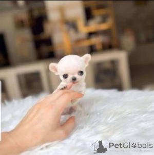 Photo №2 to announcement № 165348 for the sale of chihuahua - buy in Finland private announcement, breeder