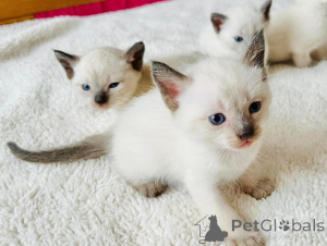 Photo №1. siamese cat - for sale in the city of Hennigsdorf | 329$ | Announcement № 149198
