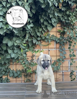 Additional photos: Turkish kangal puppies for sale