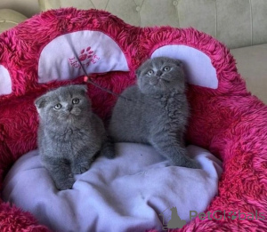 Photo №1. scottish fold - for sale in the city of Athens | 258$ | Announcement № 156189