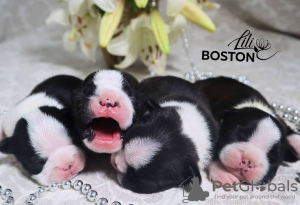 Photo №4. I will sell boston terrier in the city of Orsha. from nursery - price - negotiated