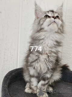 Photo №2 to announcement № 164083 for the sale of maine coon - buy in United States private announcement