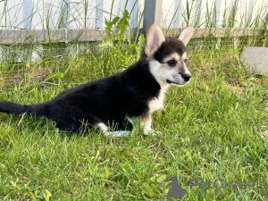 Photo №2 to announcement № 103888 for the sale of welsh corgi - buy in Italy private announcement