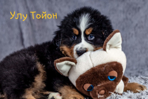 Photo №3. Puppies from titled parents. Russian Federation