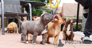 Photo №3. American Bulldog Puppies. Sweden