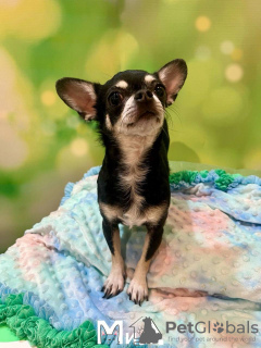 Photo №1. chihuahua - for sale in the city of Berlin | 317$ | Announcement № 104007