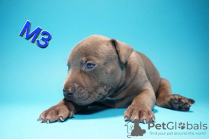 Additional photos: American Pit Bull Terrier puppies