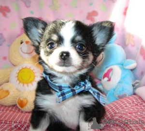 Photo №2 to announcement № 90059 for the sale of chihuahua - buy in Switzerland private announcement