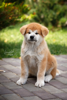Photo №1. akita - for sale in the city of Moscow | Is free | Announcement № 4112