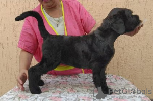 Photo №3. Black Russian Terrier puppies. Russian Federation