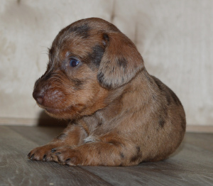 Photo №1. dachshund - for sale in the city of Novosibirsk | 1000$ | Announcement № 5469