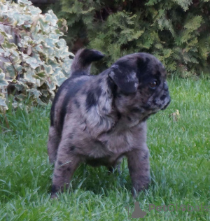 Photo №2 to announcement № 45438 for the sale of pug - buy in Romania private announcement, breeder