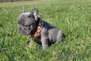 Photo №1. french bulldog - for sale in the city of Васа | Is free | Announcement № 127901