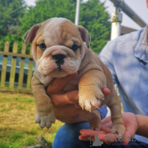 Photo №1. english bulldog - for sale in the city of Bonn | 539$ | Announcement № 64698