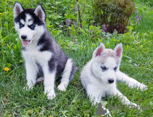 Photo №2 to announcement № 10780 for the sale of siberian husky - buy in Ukraine private announcement