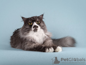 Photo №3. Affectionate cat Roma is looking for a home.. Russian Federation