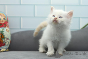 Photo №1. persian cat - for sale in the city of Беттамбур | 329$ | Announcement № 141874
