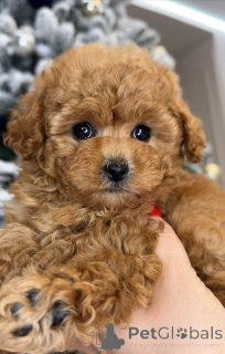 Photo №1. poodle (toy) - for sale in the city of Helsinki | 568$ | Announcement № 163104