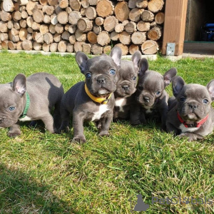 Photo №1. kerry blue terrier - for sale in the city of Leipzig | 150$ | Announcement № 129608