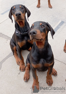 Photo №3. Doberman puppies. Serbia