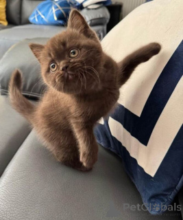 Photo №1. british shorthair - for sale in the city of Cobley Hill | negotiated | Announcement № 173793