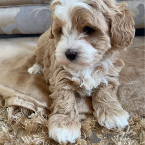 Photo №2 to announcement № 44783 for the sale of maltese dog - buy in Germany 