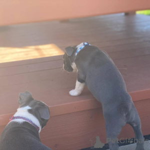 Photo №2 to announcement № 176478 for the sale of boston terrier - buy in United Kingdom private announcement