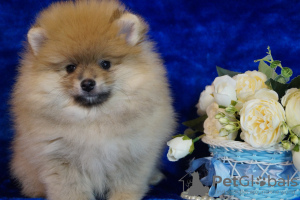 Photo №1. pomeranian - for sale in the city of Москва | 456$ | Announcement № 42466