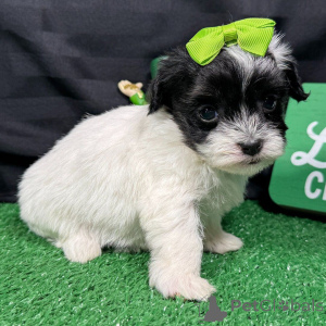 Photo №1. maltipu - for sale in the city of Bucharest | negotiated | Announcement № 165218