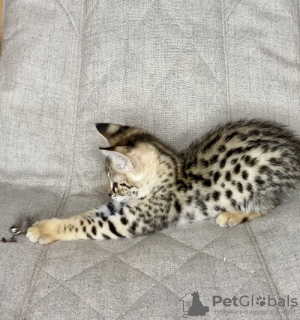 Photo №4. I will sell savannah cat in the city of Москва. from nursery - price - 10349$