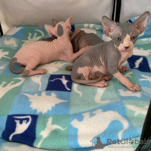 Photo №1. sphynx cat - for sale in the city of Helsinki | Is free | Announcement № 107564