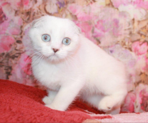 Photo №2 to announcement № 3557 for the sale of scottish fold - buy in Russian Federation from nursery