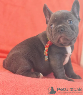 Additional photos: French Bulldog