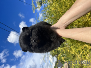 Additional photos: spitz puppies