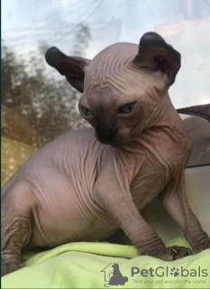 Photo №4. I will sell sphynx cat in the city of Альбервиль. breeder - price - negotiated