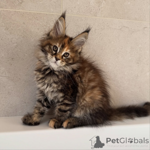 Photo №2 to announcement № 171099 for the sale of maine coon - buy in Czech Republic breeder