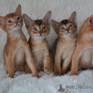Photo №1. abyssinian cat - for sale in the city of Leipzig | 258$ | Announcement № 156222