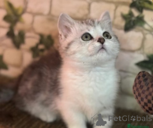 Photo №3. Munchkin Kittens. Germany